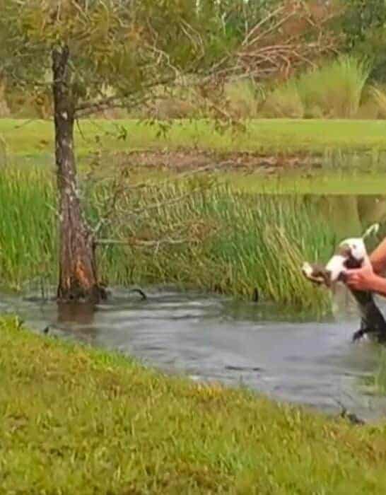 Man Saves Puppy From Alligator Without Dropping His Cigar