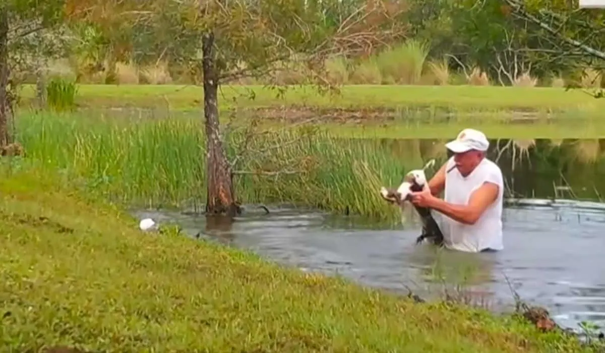 man saves puppy from alligators