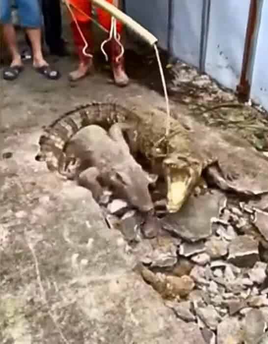 Extraordinary: Crocodile Family Living In Pavement