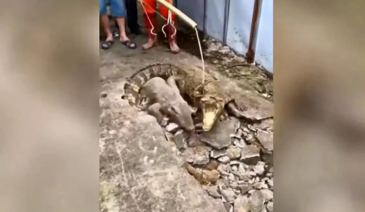 crocodiles found in pavement