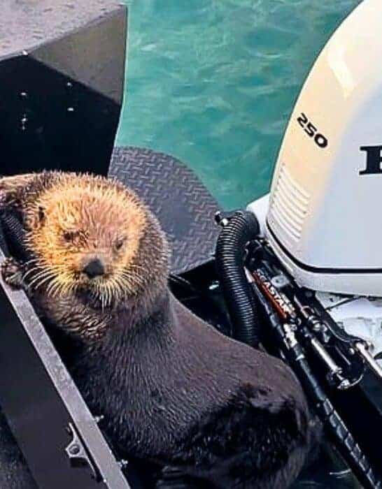 Orca Chases Otter That Seeks Refuge On Boat