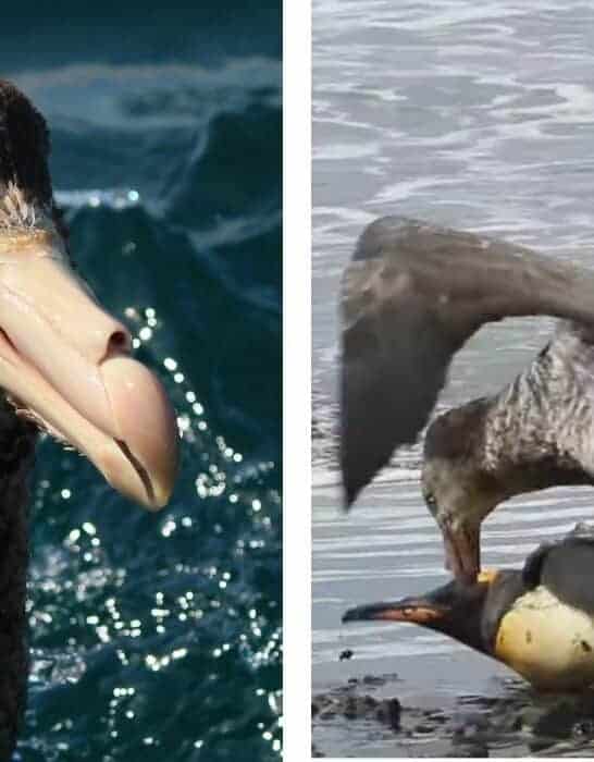 Giant Petrels Gang Up On King Penguin and Eat It Alive