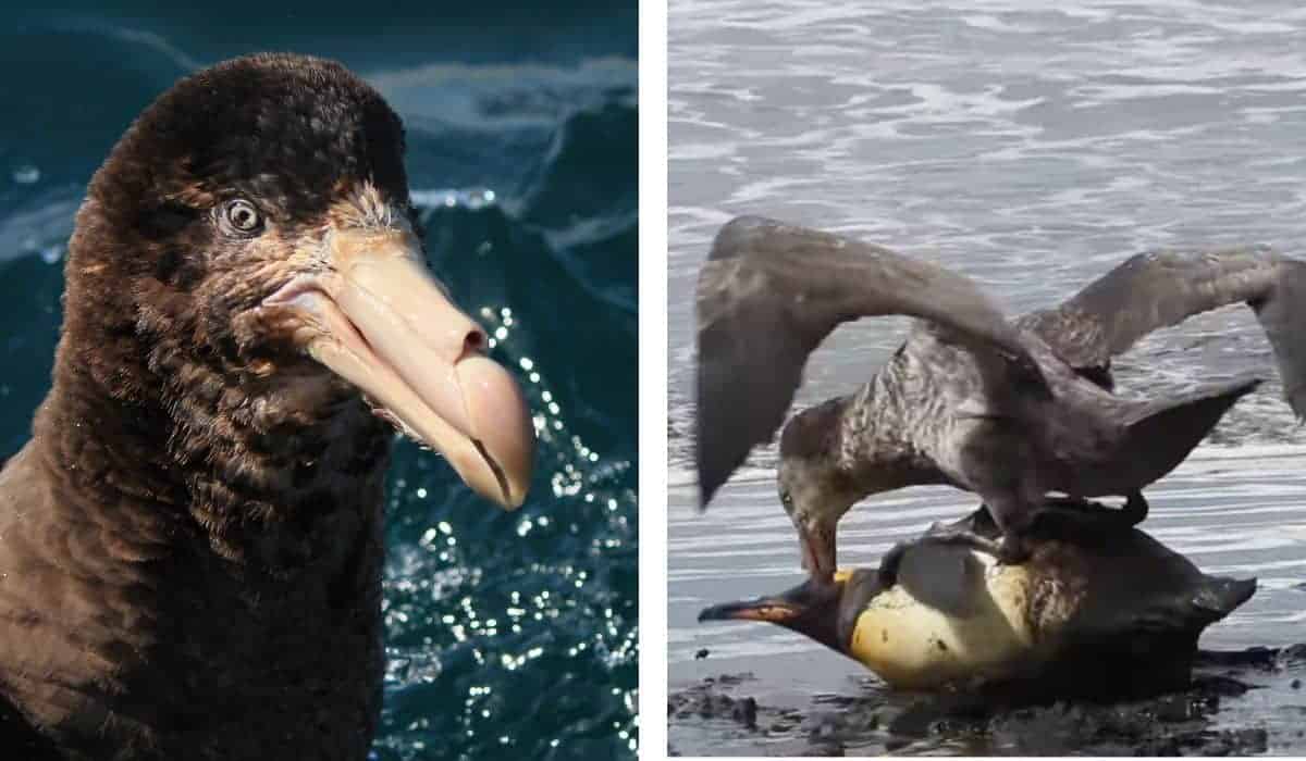 giant petrels attack king penguin and eat it alive