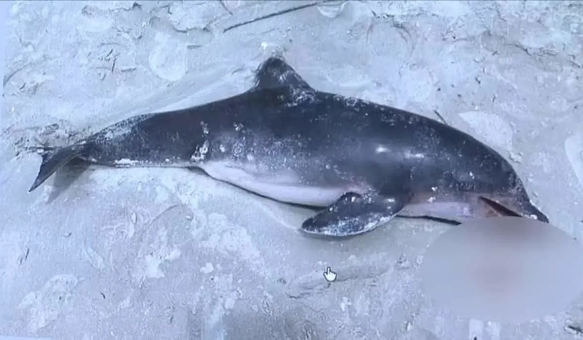 teenager kills baby dolphin