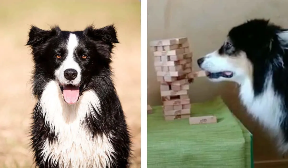 border collie plays jenga