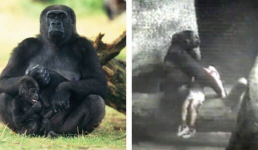 Mother Gorilla Saved Child In Her Enclosure (Unlike Harambe)