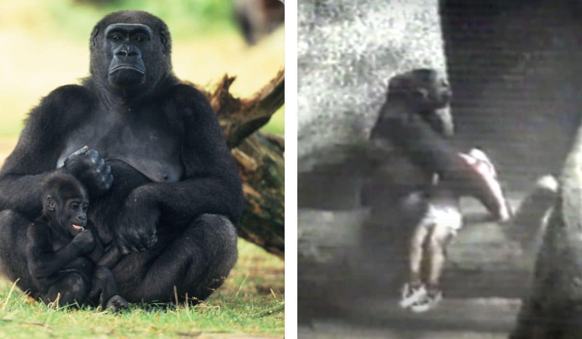mother gorilla saves child