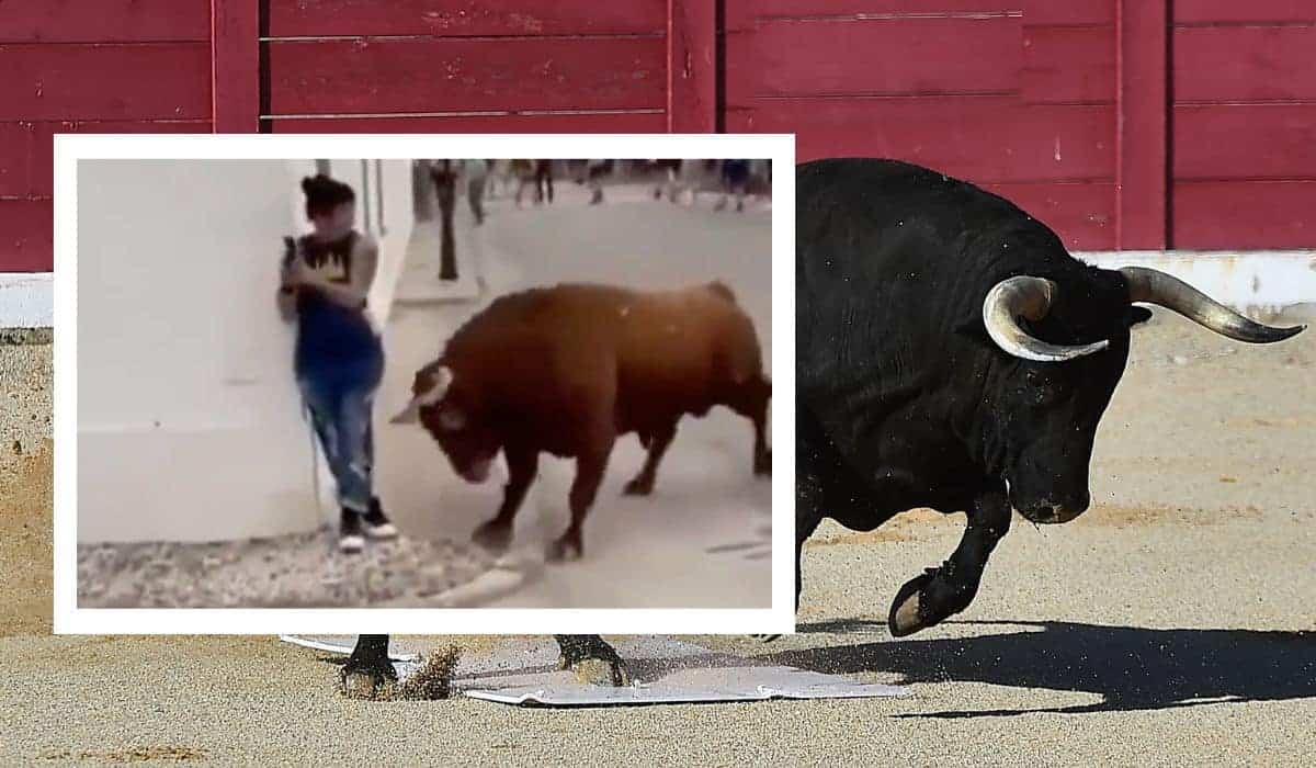charging bull almost kills woman