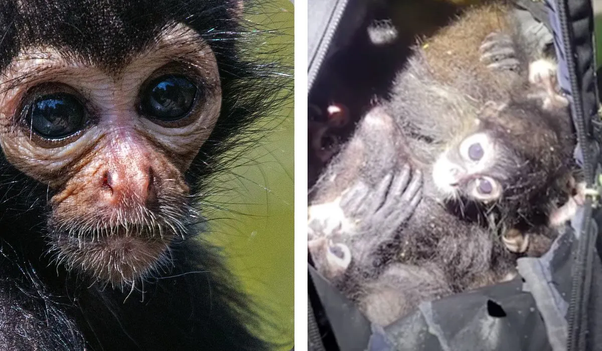 baby spider monkeys found at the texas border