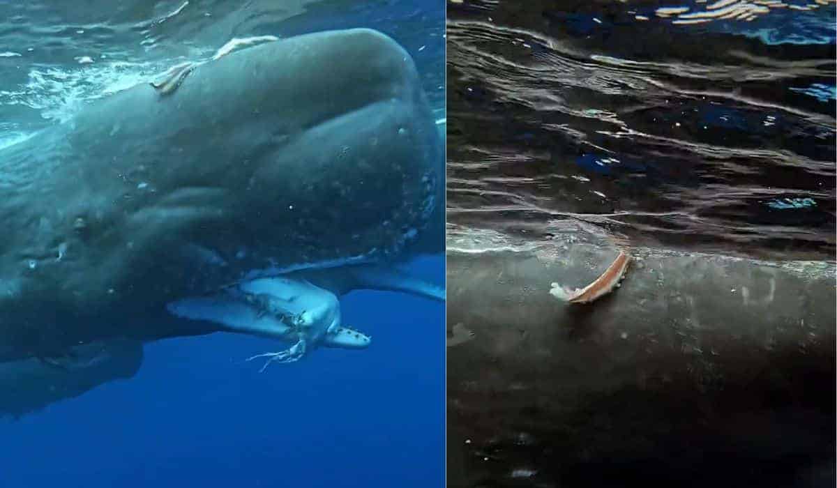 sperm whale eating giant squid