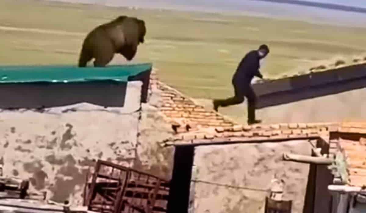 himalayan bear chases men across rooftop