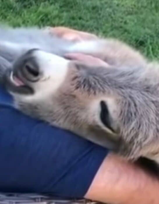 Watch: Man Serenades Donkey That Naps In His Arms