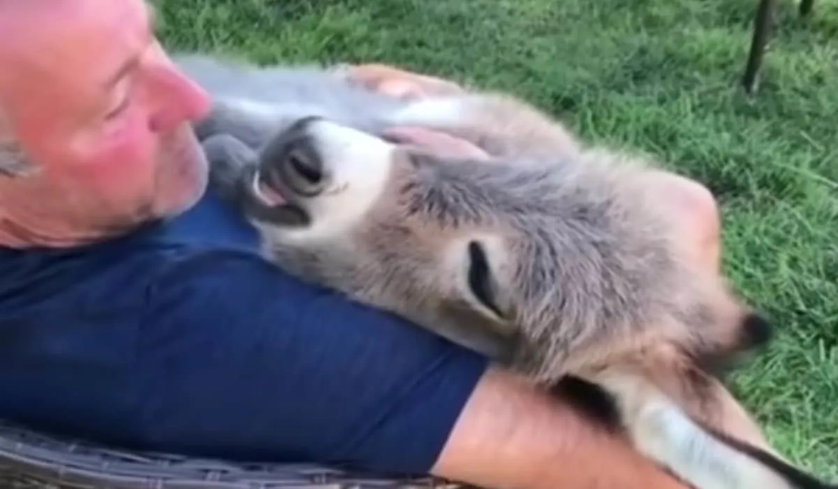 man serenades his donkey