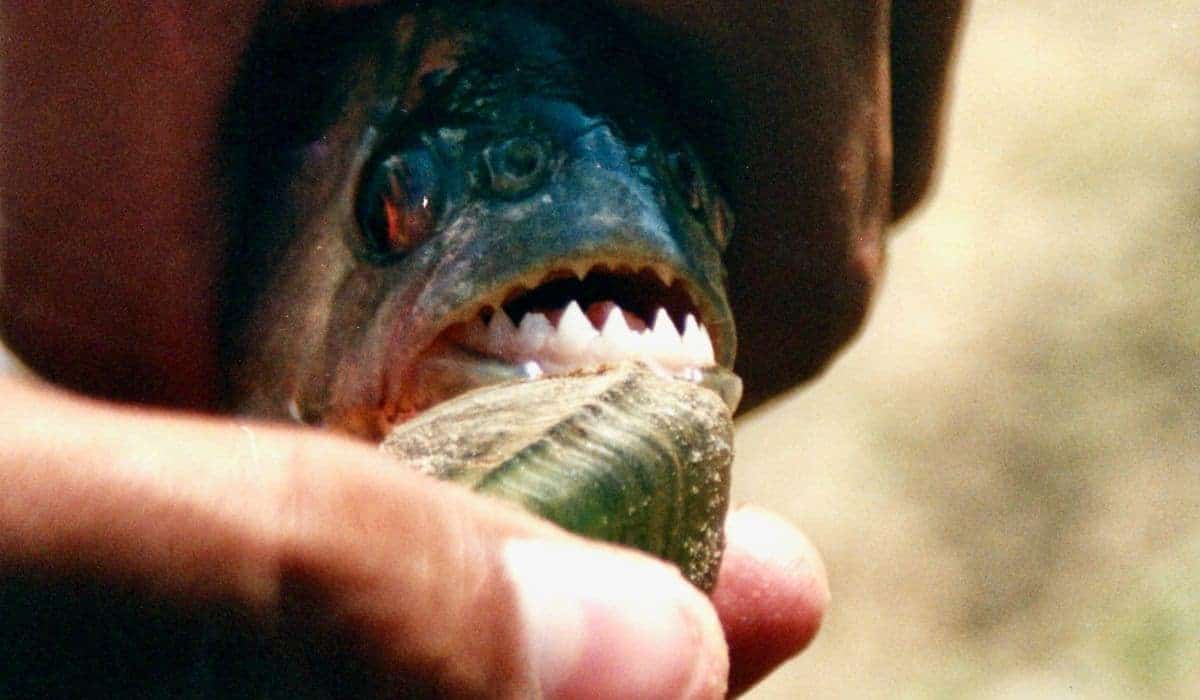 piranha showing teeth 