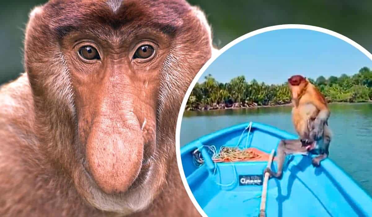 ugliest monkey in the world enjoys boat ride 