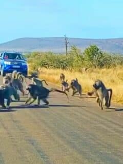 baboon troop attacks leopard