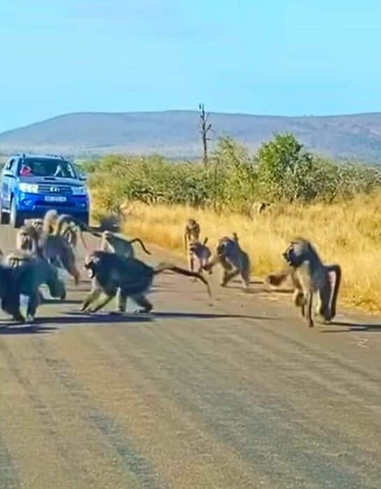 50 Baboons vs One Leopard
