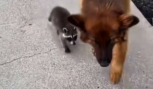 Dog Brings Home New Raccoon Bestie