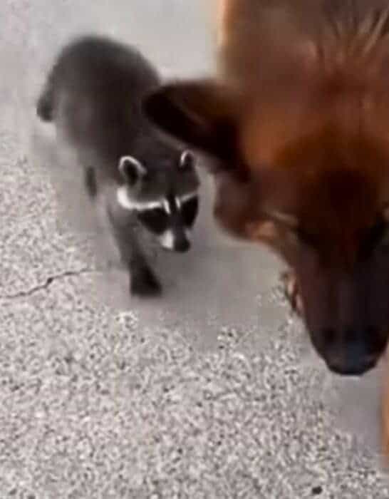 Dog Brings Home New Raccoon Bestie