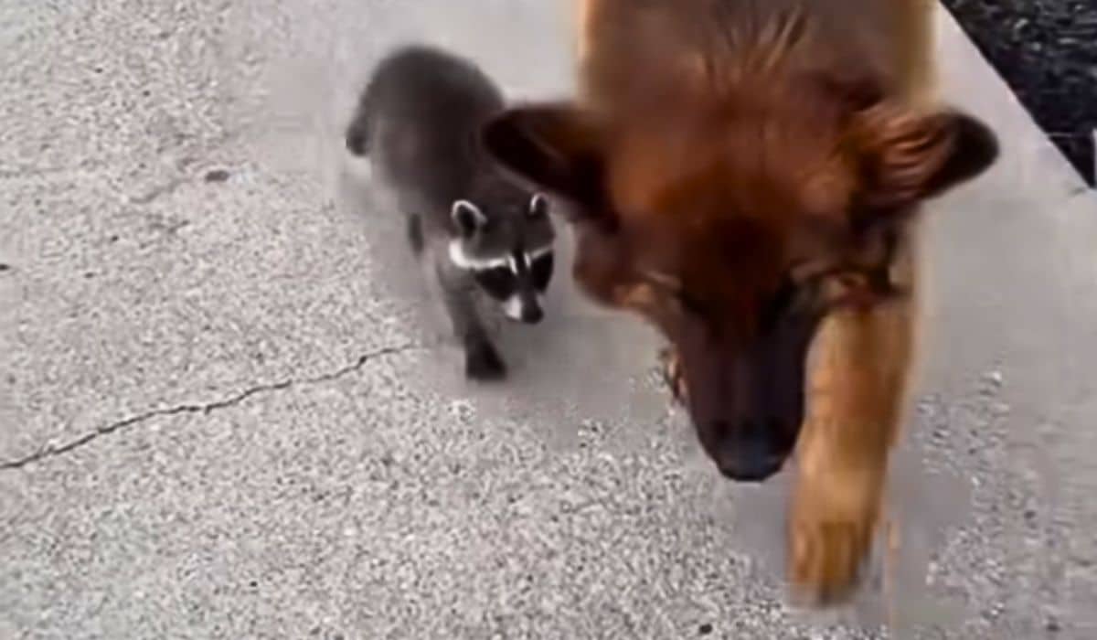 dog brings home raccoon
