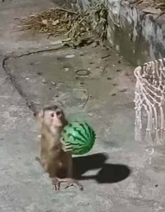 Monkey Plays Basketball with Melon