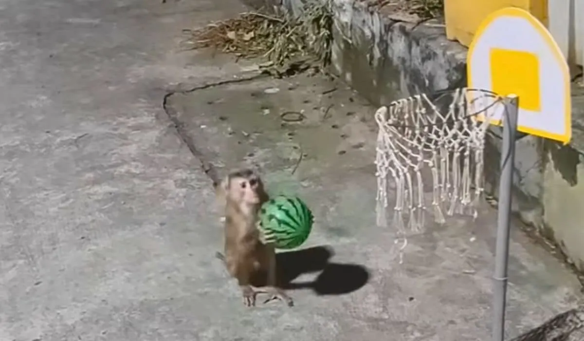 monkey plays basketball with melon