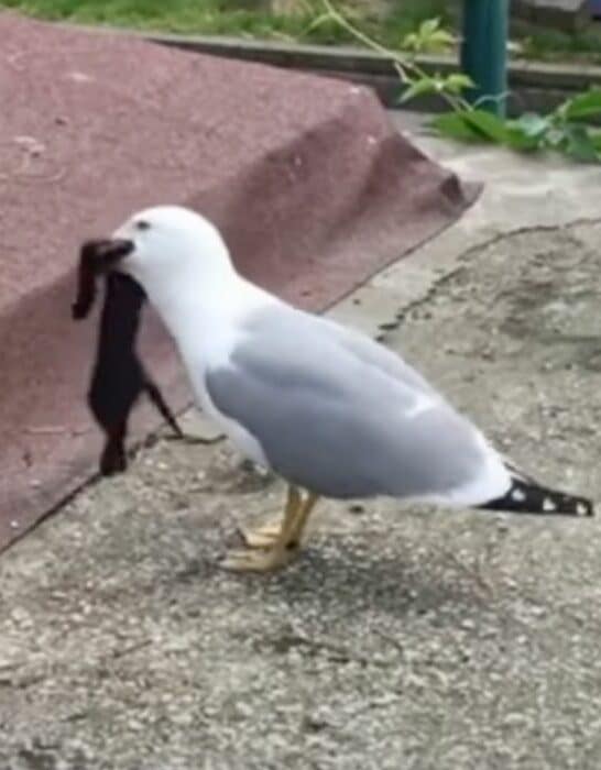 Watch: Seagull Eats a Kitten Whole