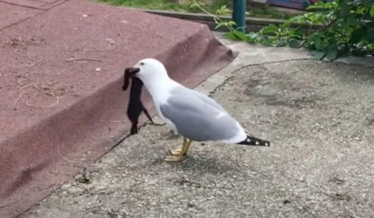 seagull eats kitten whole