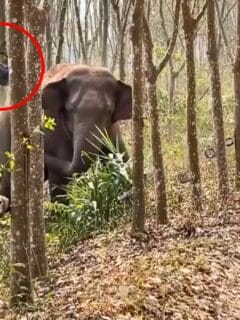 elephant finds opium