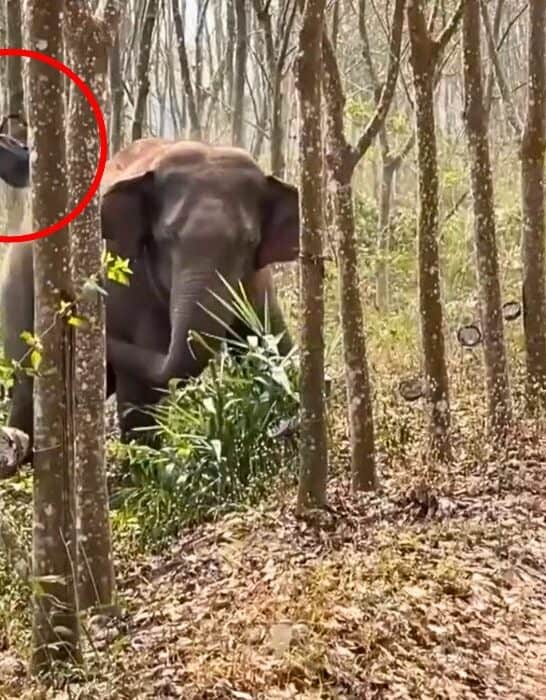 Elephant Makes Drug Bust and Finds 6 Pounds of Opium