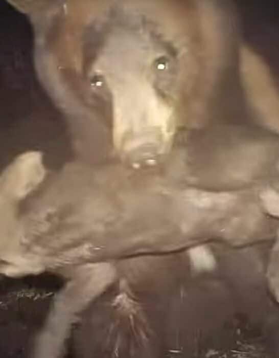 Black Bear Brutally Attacks Screaming Piglet In California