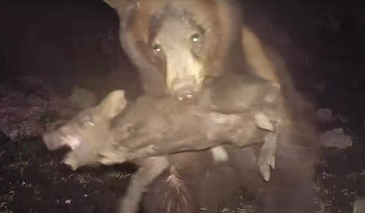 black bear snatches piglet