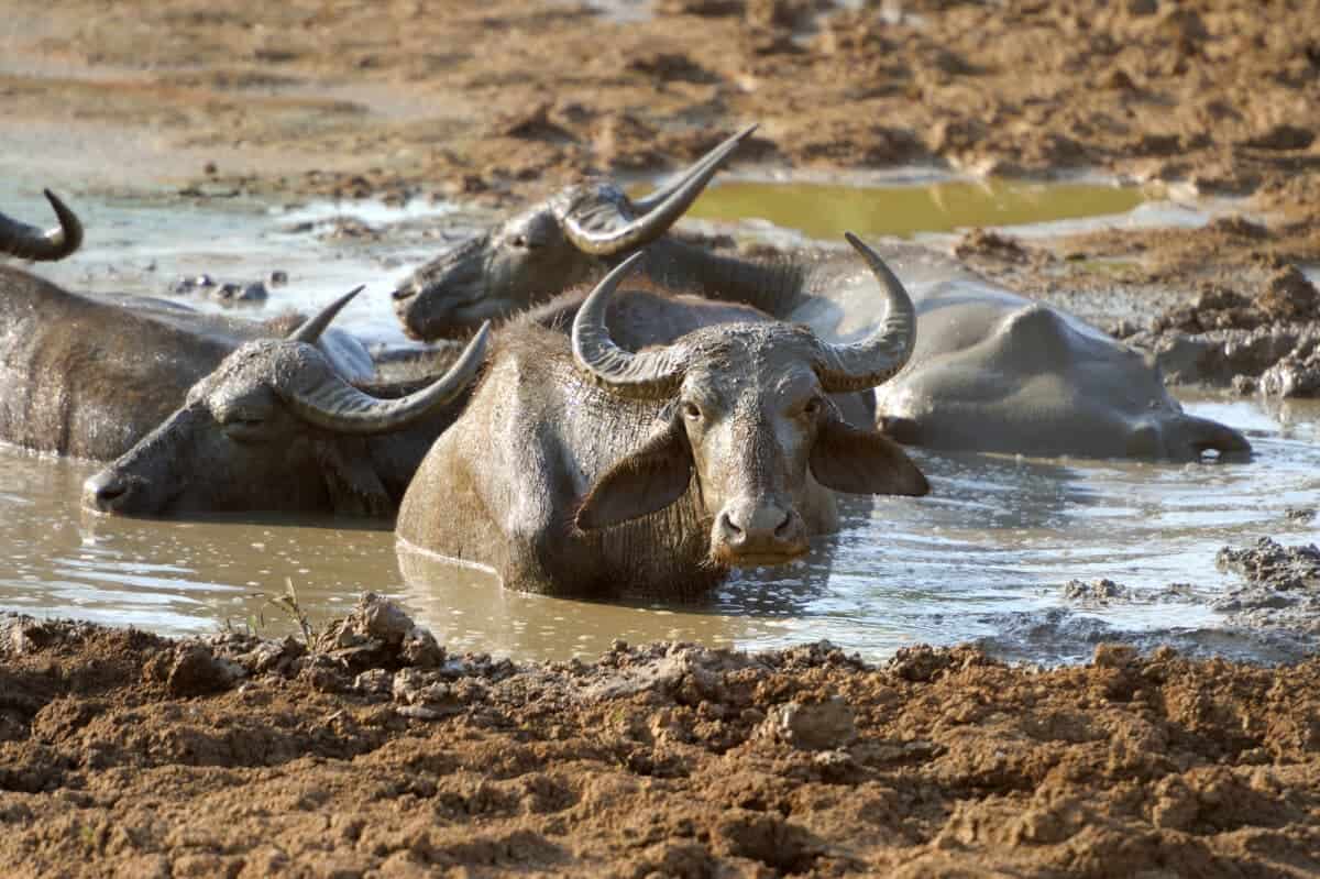 Water Buffalo