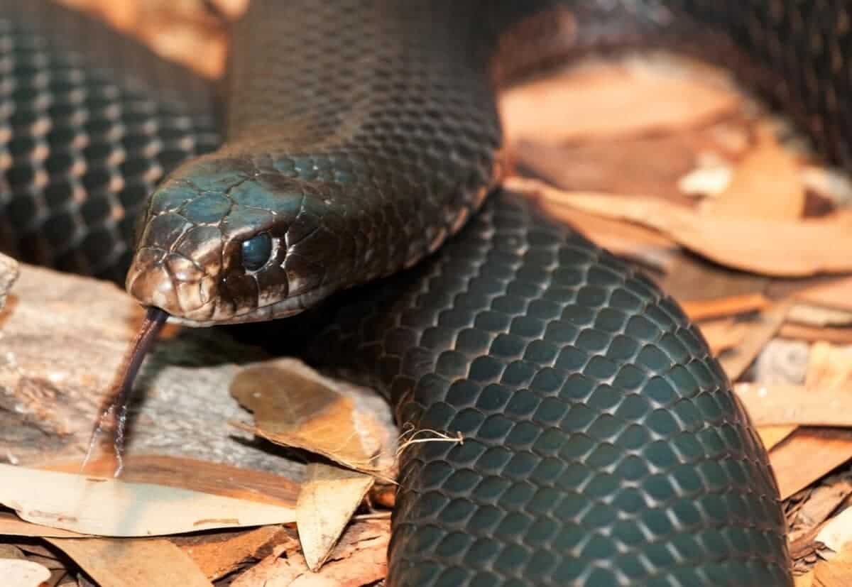 Red-Bellied Black Snake Bite