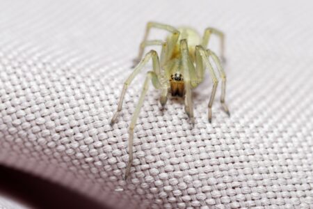 Spiders You Can Find Inside & Outside Your Home In US