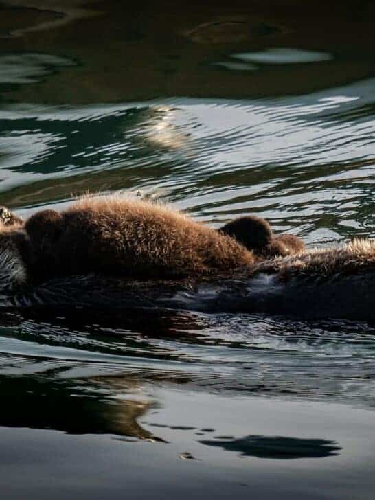 Gigantic Prehistoric Otter Discovered