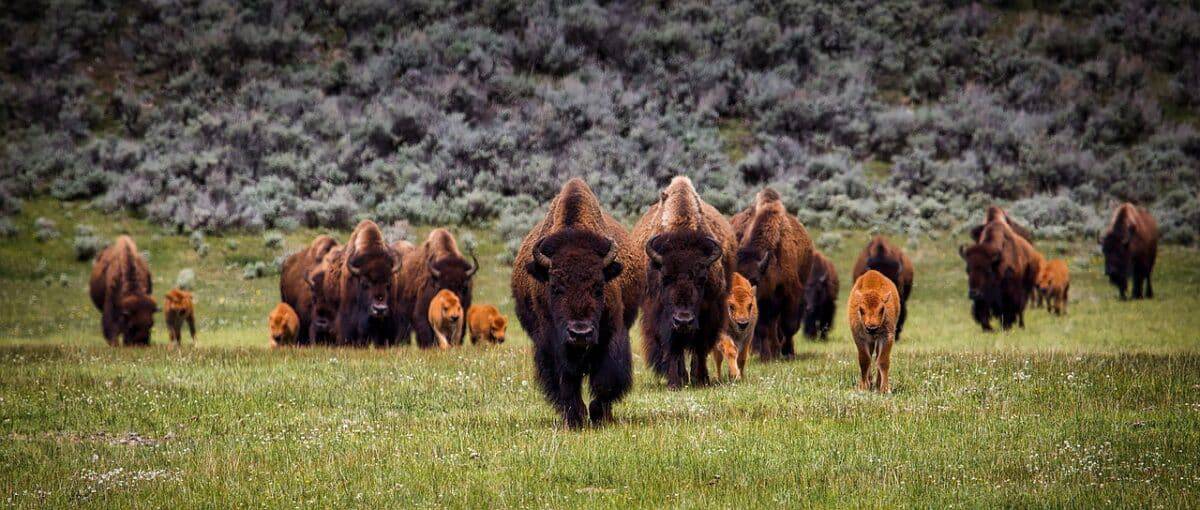 bison on grass 