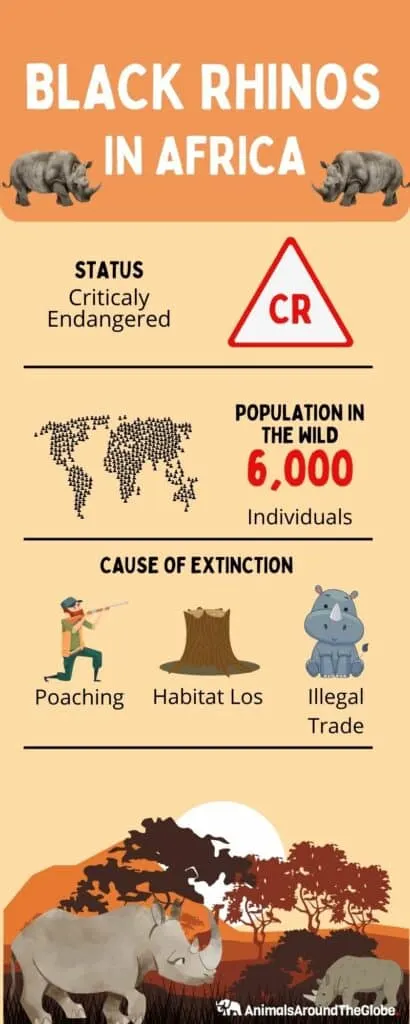 black rhino infographic