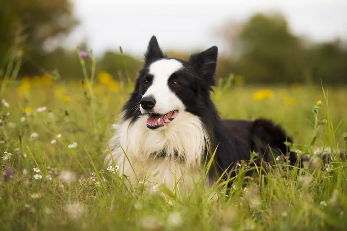 black and white border collie in a field of flowers