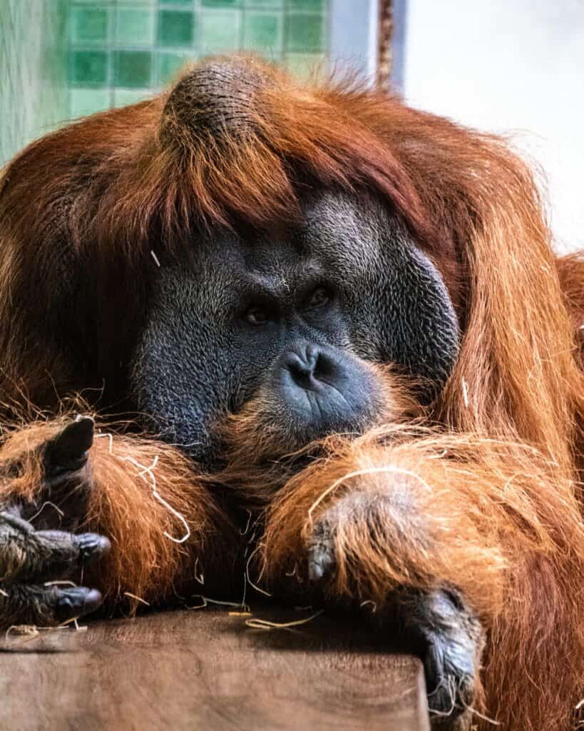 Orangutan image 