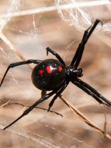 Unearth the Reality of Florida’s Venomous Spiders