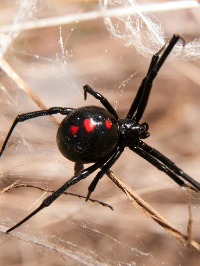 black widow bite