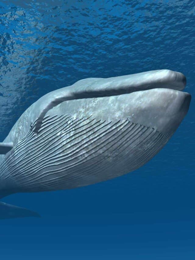 blue whales mouth 