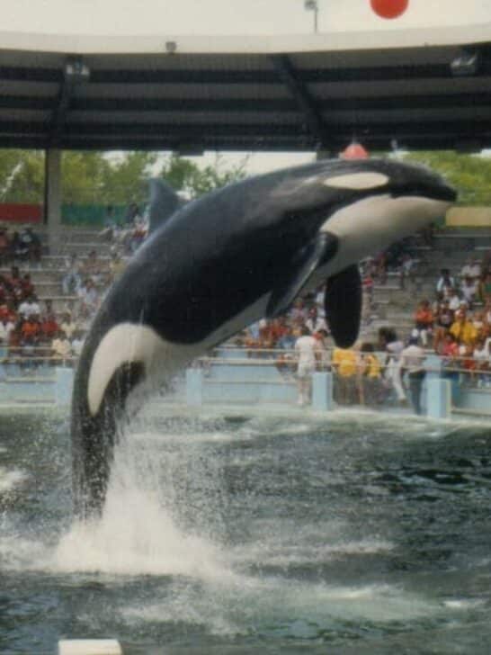 After 53 years in captivity, Lolita the orca dies before release