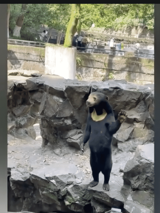 sun bear at zoo