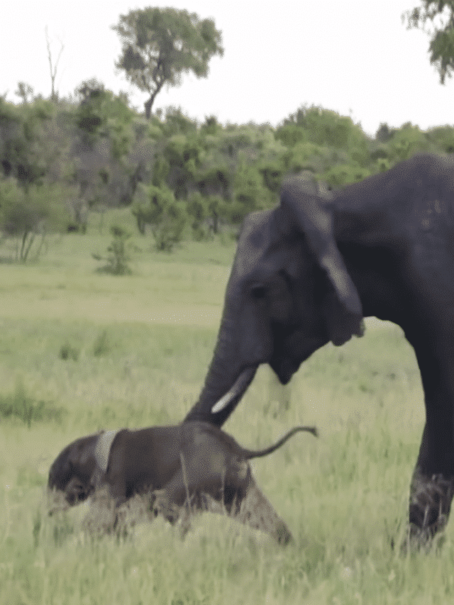 Elephant Desperately Tries to Help Baby Stand