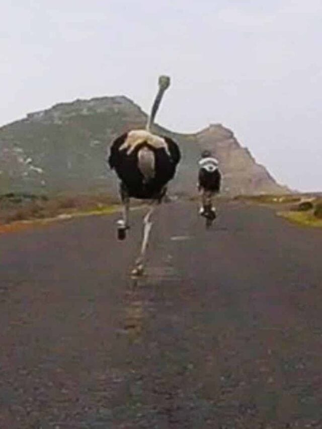 Cyclists Chased by an Ostrich