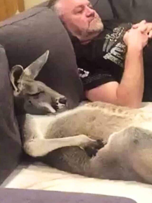 Kangaroo Insists on Daily Couch Cuddles