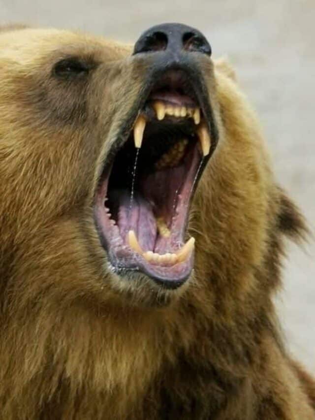 grizzly man eaten alive