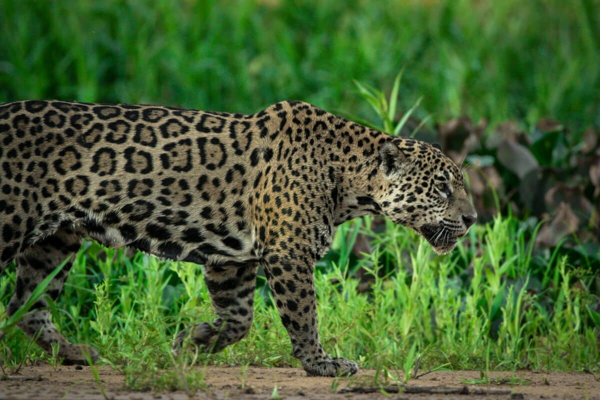 Jaguar in forest